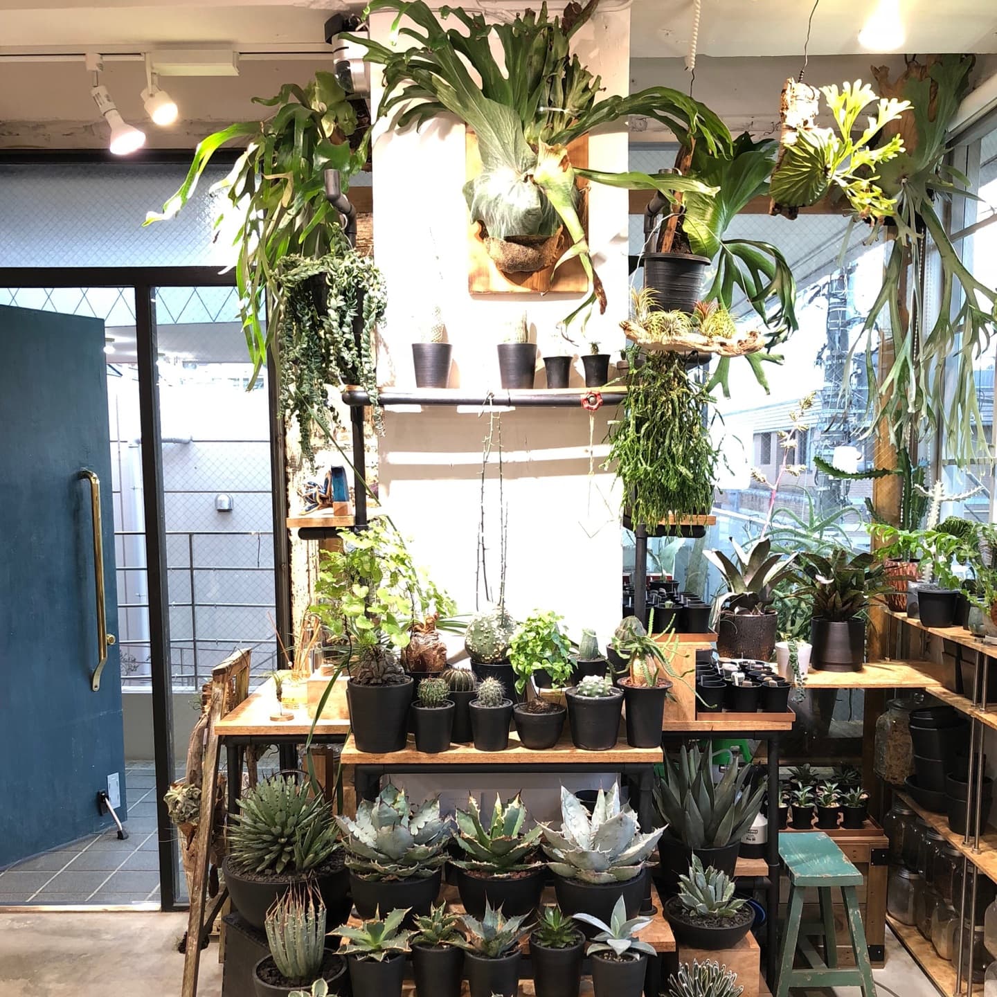 bizarreplants