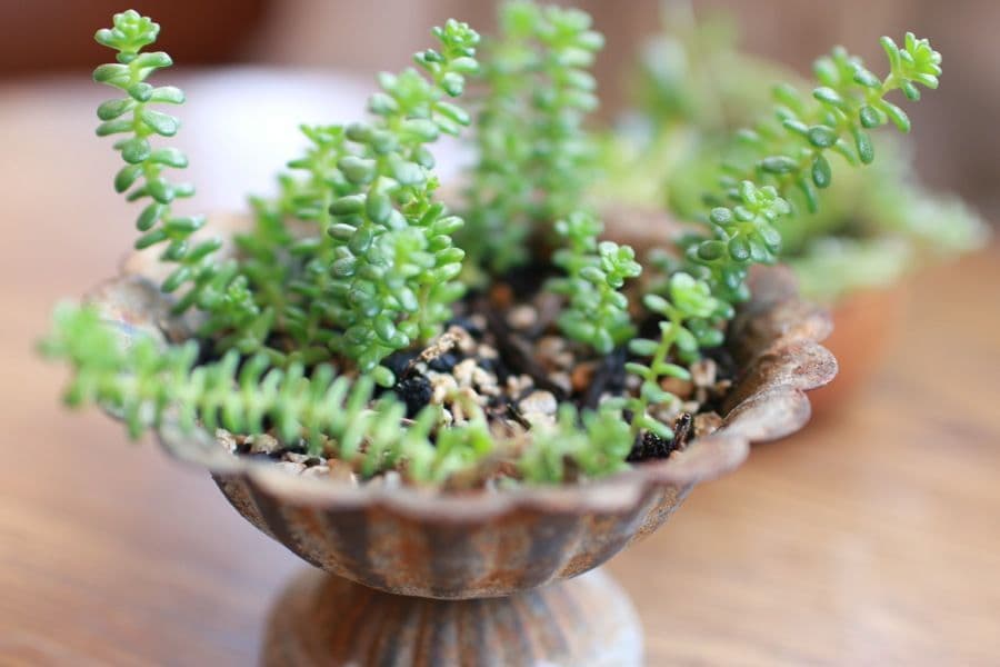 植物